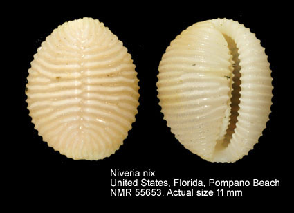 Niveria nix (3).jpg - Niveria nix (Schilder,1922)